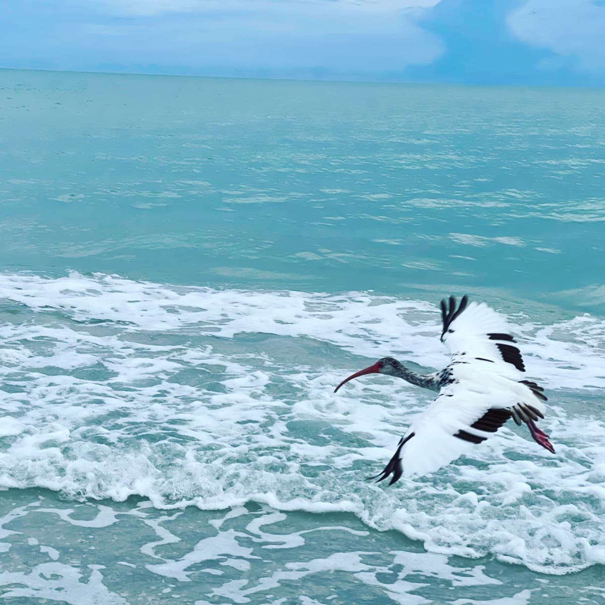 Wildlife Watching on Sanibel: A Complete Guide