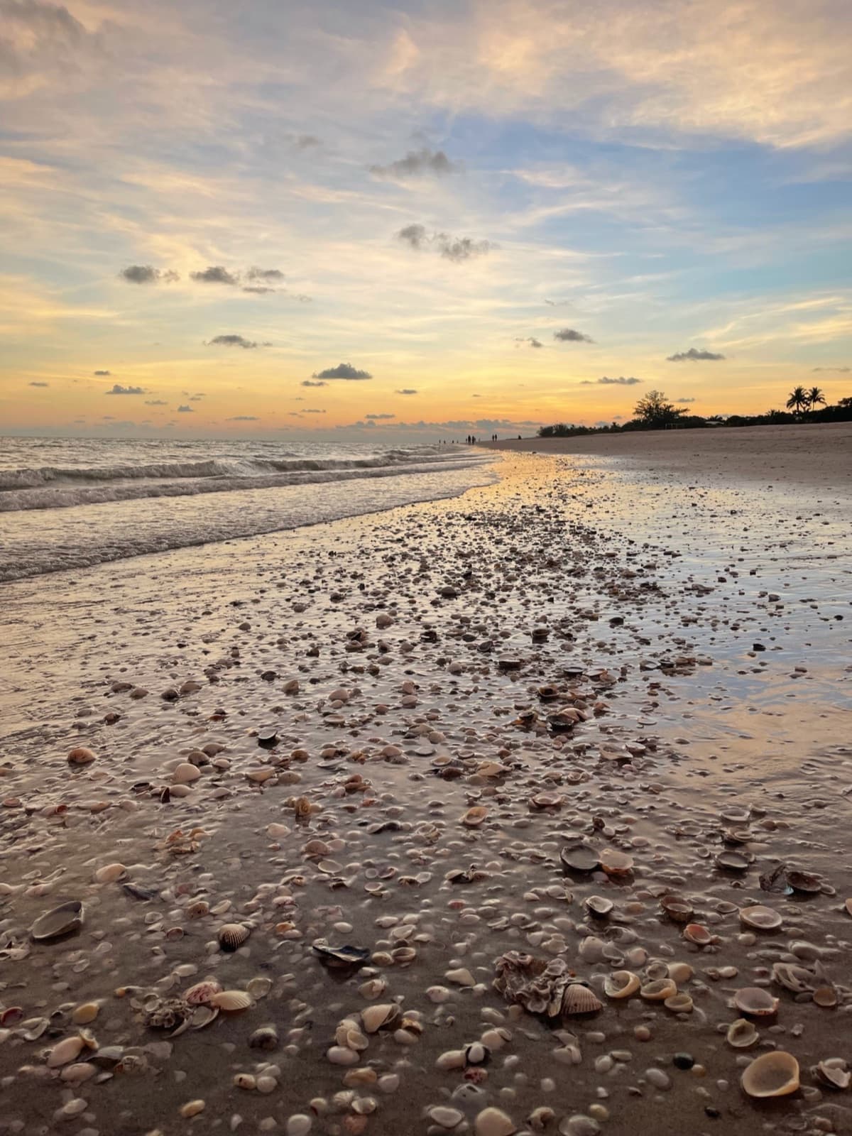 The Ultimate Guide to Shelling on Sanibel Island